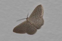 Idaea philocosma
