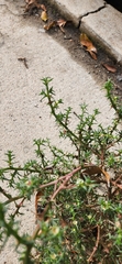 Salsola kali