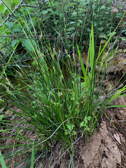 Carex multicaulis