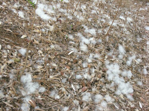 Pachira quinata - Whole tree