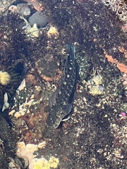 Istiblennius zebra
