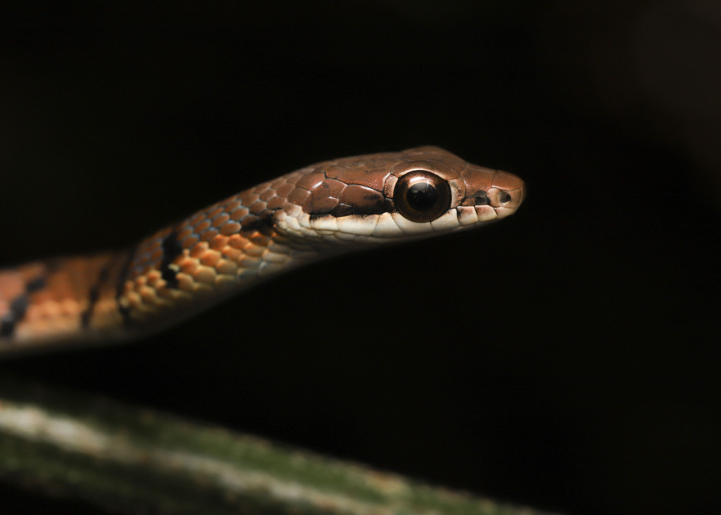 Gunther's Bronzeback Tree Snake