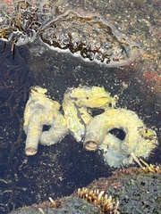 Thylacodes variabilis