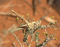 Acrida acuminata