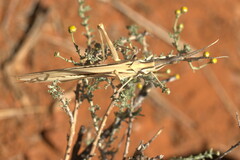 Acrida acuminata