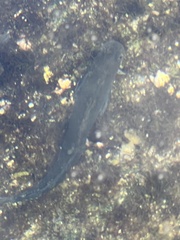 Istiblennius zebra