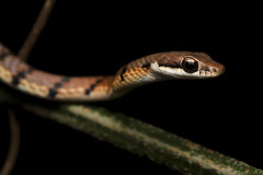 Dendrelaphis caudolineolatus
