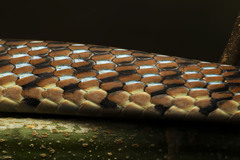 Dendrelaphis caudolineolatus