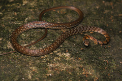 Dendrelaphis caudolineolatus