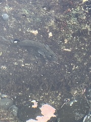 Istiblennius zebra