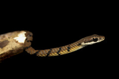 Dendrelaphis caudolineolatus