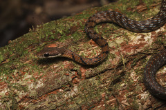Dendrelaphis caudolineolatus