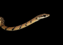 Dendrelaphis caudolineolatus