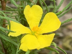 Hibbertia fasciculata