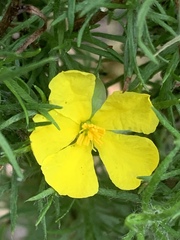 Hibbertia fasciculata