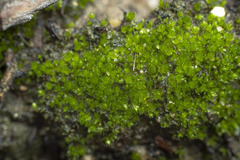 Gemmabryum