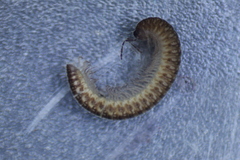 Cleidogona