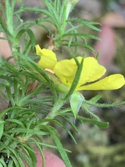 Hibbertia fasciculata