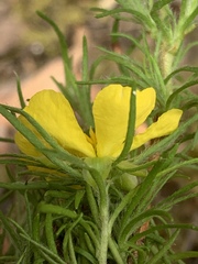 Hibbertia fasciculata