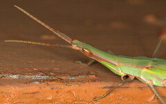 Acrida acuminata