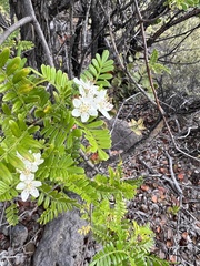 Osteomeles anthyllidifolia