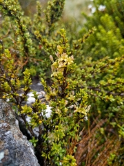Coprosma fowerakeri