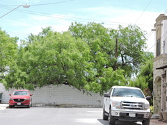 Prosopis glandulosa