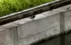 Motacilla maderaspatensis