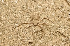 Sicarius lanuginosus