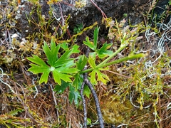 Ranunculus verticillatus