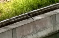 Motacilla maderaspatensis