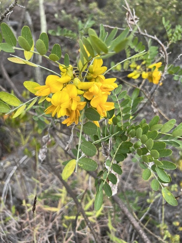 Mamani (Sophora chrysophylla)