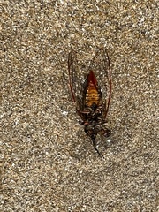 Yoyetta abdominalis