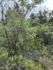 Sophora chrysophylla
