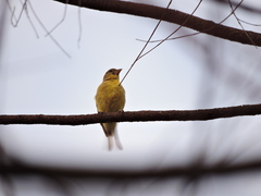 Spinus psaltria