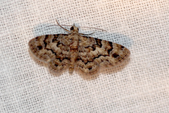 Gymnoscelis lophopus