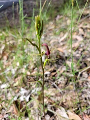 Cryptostylis leptochila