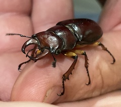 Lucanus capreolus
