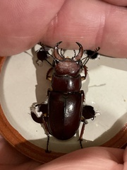 Lucanus capreolus