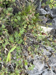 Stylosanthes viscosa