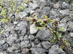 Stylosanthes viscosa