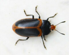 Iphiclus haematocephalus