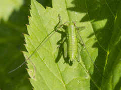 Tettigonia