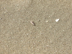 Heliastus sumichrasti