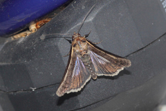 Lophoptera vittigera