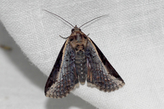 Lophoptera vittigera