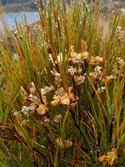 Dracophyllum longifolium