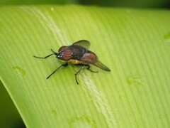 Stomorhina xanthogaster