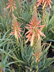 Aloe arborescens