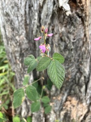 Desmodium intortum